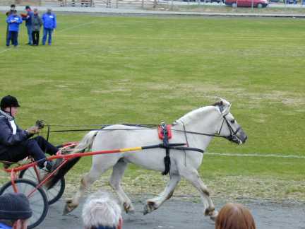 3 year old trotting test.jpg (17683 bytes)