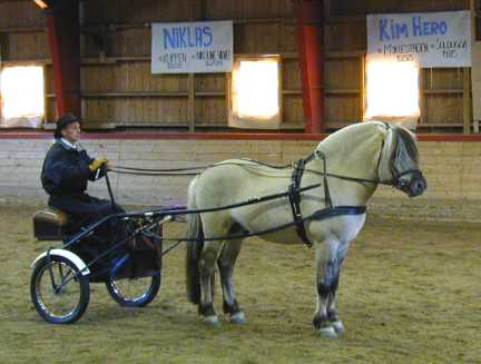 5 year old stallion driving test.jpg (17928 bytes)