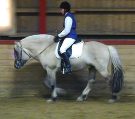 5 year old stallion riding test.jpg (13559 bytes)