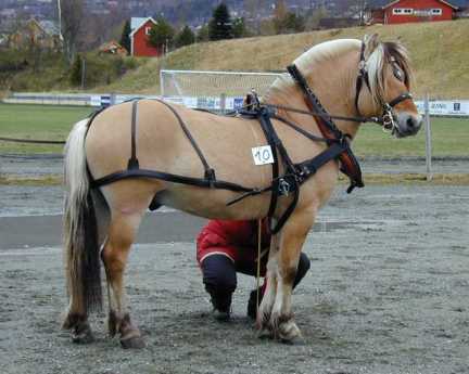 Heierstads Benjamin in Norwegian Harness.jpg (21084 bytes)