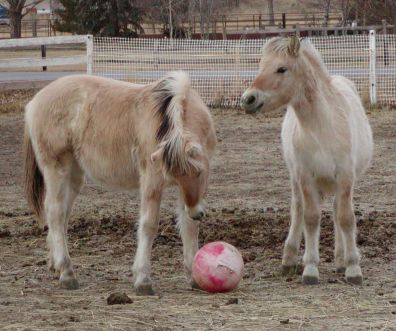 playing ball