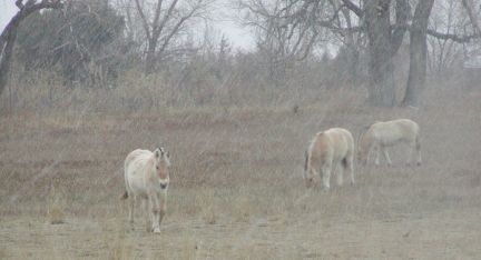 the herd in light snow