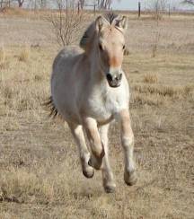 Kez in the big pasture