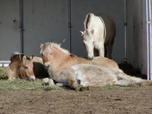 sleeping in breakfast