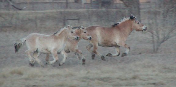 blasting across pasture