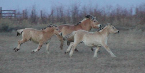 running herd