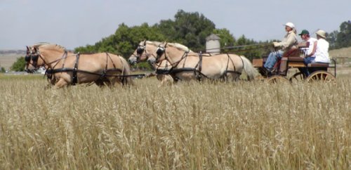 In the tall grass pict 3x1.jpg (32807 bytes)