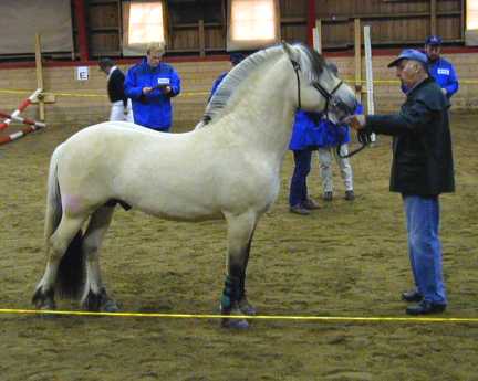 Inspection before the free jumping.jpg (19100 bytes)