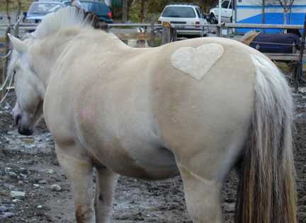 Loved gelding at the School.jpg (16082 bytes)