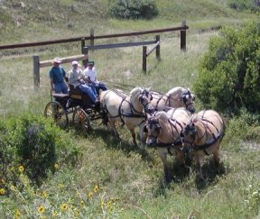 Team trot right around bush.jpg (26436 bytes)