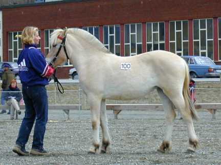 Youngstock show.jpg (19680 bytes)