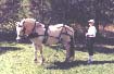 magnum_in_harness.jpg (10944 bytes)