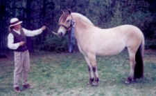 Sellie_1st_3_year_old_mare_small.jpg (28522 bytes)