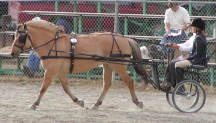 Orinke_driving_left_rein.jpg (30263 bytes)