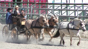 Sara leading unicorn hitch72.jpg (51993 bytes)