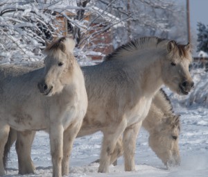 No, they don't ride bikes. These are three of our Norwegian Fjords!